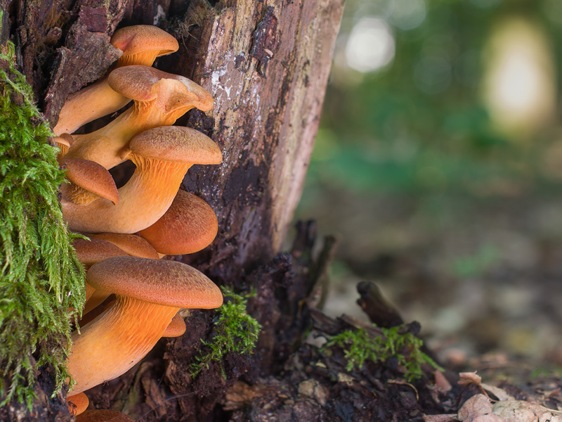 Omphalotus olearius